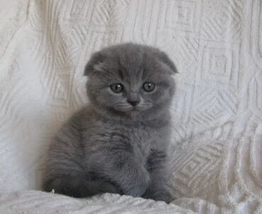 сколько стоит домик для кошки: Шотландские вислоухие котята (Scottish Fold) - Окрас: сплошной серый