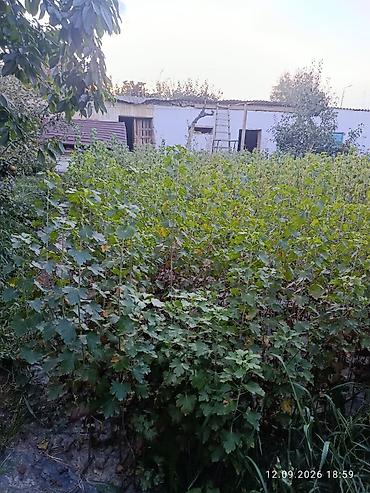 шторы в бишкеке фото и цены: Смородина Оптом, В розницу, Самовывоз — 10