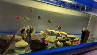 сколько стоит аквариум: Скалярия, Мирные, Самовывоз