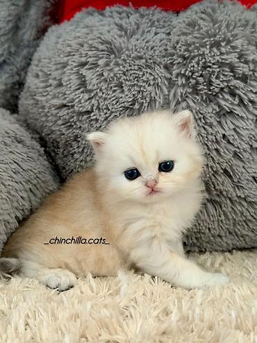 Pişiklər: Britan, Erkək — 11