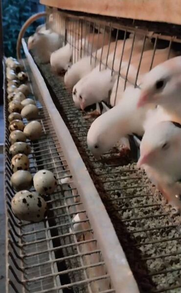 Bildirçin: Satışda Ətlik damazlıq 180 . 200 qram və bala Texas sortu — 2