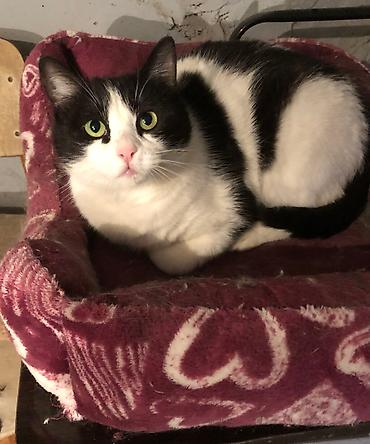 Отдам даром кошку: Кошка даром: Беспородная, 1 год, Мальчик, Кастрирована, Приучена к лотку, Проглистована — 8