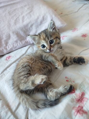 нужна кошка: Кошка даром: Беспородная, 2 месяца, Девочка