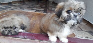 İtlər: Pekines, 1 ay, Dişi, Ödənişli çatdırılma — 6
