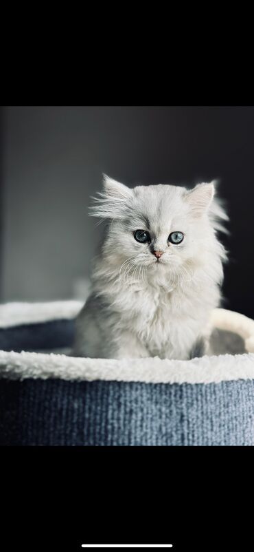 биогумус сатылат: Продаю двух котят!😍 • Один белый мальчик, родился 18 декабря 2024 г