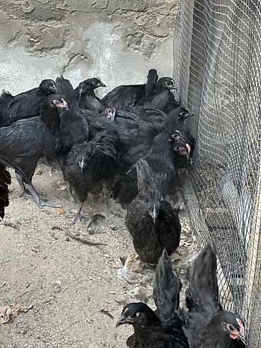 meşə toyuğu: Toyuq, Damazlıq — 3