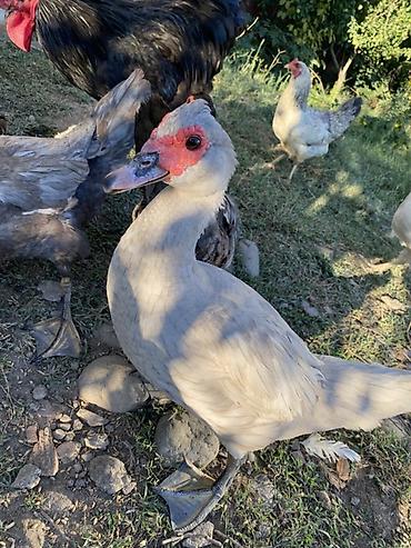 akvarium az: Dişi, | Lal ördək, Damazlıq — 5