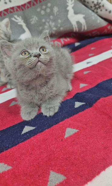 quş: Tabbi, Erkək, Yaxşı əllərə, Ünvandan götürmə — 9
