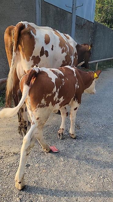 jersey cinsi: Smental Qırmızı-ağ rəngli inək və yanında bala dana. Şəkillərdə dana — 3