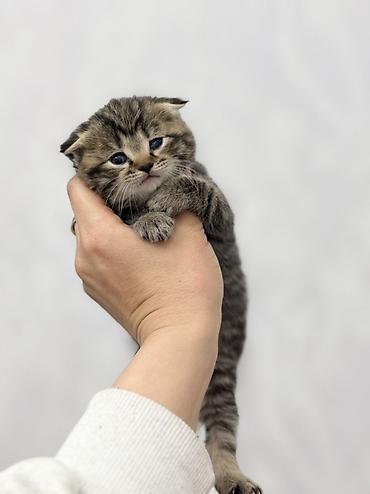 Продажа кошек: ❗️❗️❗️❗️Шотландские котята с вислоухими ушками (Scottish Fold) и с — 11