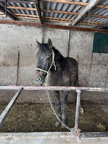 Лошади, кони: Продаю | Жеребец | Полукровка | Для разведения — 4