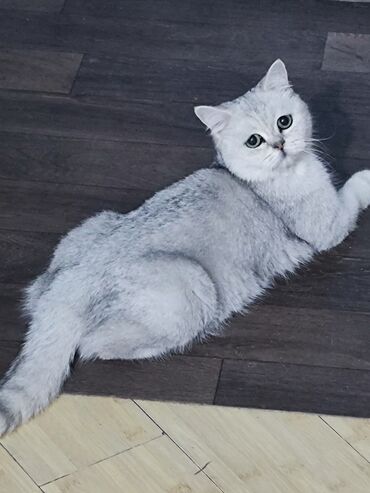 шотландская вислоухая кошка черная: Скотиш Страйт (Шотландиялык тик кулактуу), 7 айлык, Ургаачы, Күмүш өңдүү шиншилла, Лотокко барууга үйрөтүлгөн, Курттардан тазаланган, Эмделген