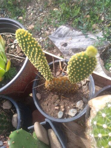 Kaktus: Kaktus — 9