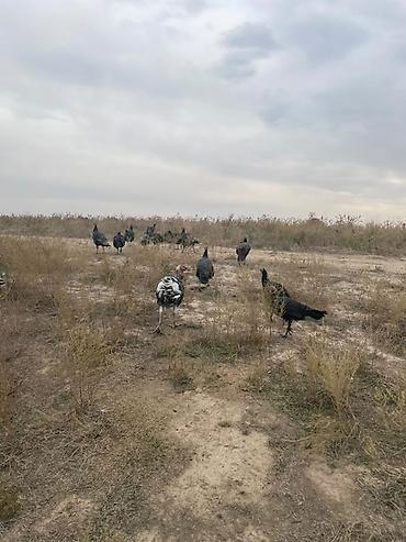 кыргыз и собака: Сатам | Ургаачы күрп (ургаачы), Эркек күрп, Балапан күрп | Кара ханзаада, Түндүк Кавказ | Көбөйтүү үчүн — 4