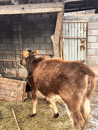 Коровы, быки: Продаю | Тёлка | Для молока, Для разведения, На откорм | Отела не было at lalafo.kg — 6 Коровы, быки: Продаю | Тёлка | Для молока, Для разведения, На откорм | Отела не было — 6