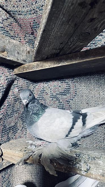 Продаю голубей одну пару и голубка одна игровые летают четко — 3