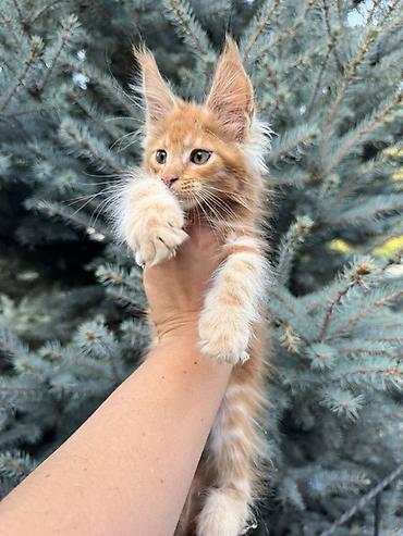 котенок мейн кун: Породистый котёнок Мейн-кун, окрас рыжий (red classic tabby). На фото — 5