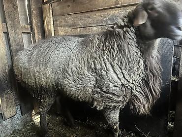 Баран, овца: Продаю | Баран (самец) — 1