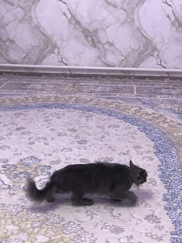 серая кошка: Кошка даром: Американский кёрл, 1 год, Девочка — 7