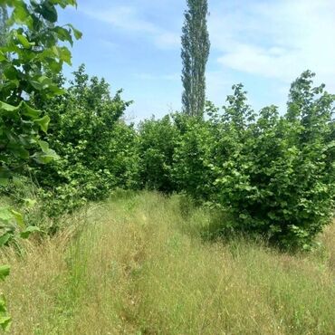 Torpaq sahələrinin satışı: 40 sot, Kupça (Çıxarış)