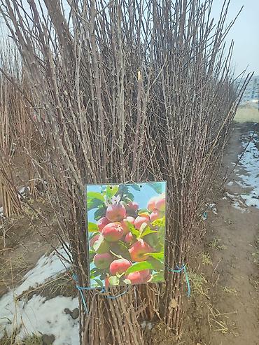 Яблоня: Саженцы плодовых деревьев (разные сорта) - Черешня «Мелитополь — 8