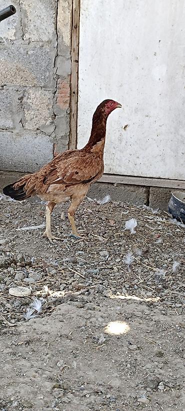 tovuz qusu satilir: 11 ayliq heyrati fere satilir. yumurtlayir . barterde mumkundu — 1