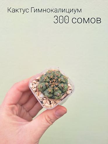 Другие комнатные растения: • Комнатные растения (укоренённые черенки/детки/молодые — 7