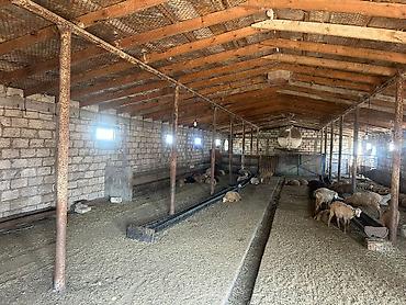 əmlak satışı saytları: Heyvandarlıq təsərrüfatı üçün hazır obyekt - İri sahəli, daş divarlı — 3