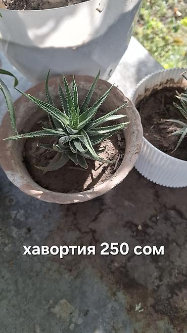 Хлорофитумы: Продаю Комнатные Цветы и Кактусы — 1