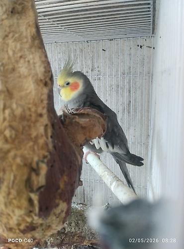 lutino: Elaqe watsapla Növ: Nimfa tutuquşusu (Cockatiel) Rəng mutasiyaları: - — 2