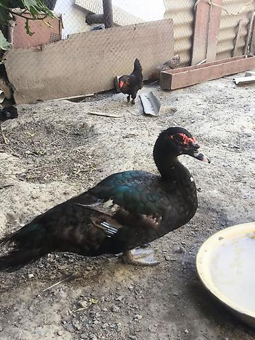 Digər quşlar: Lal Ördək Təmiz Zümrüd Ördəyi Tam Sağlam və İri Güsəlidir Fərə Tək — 11