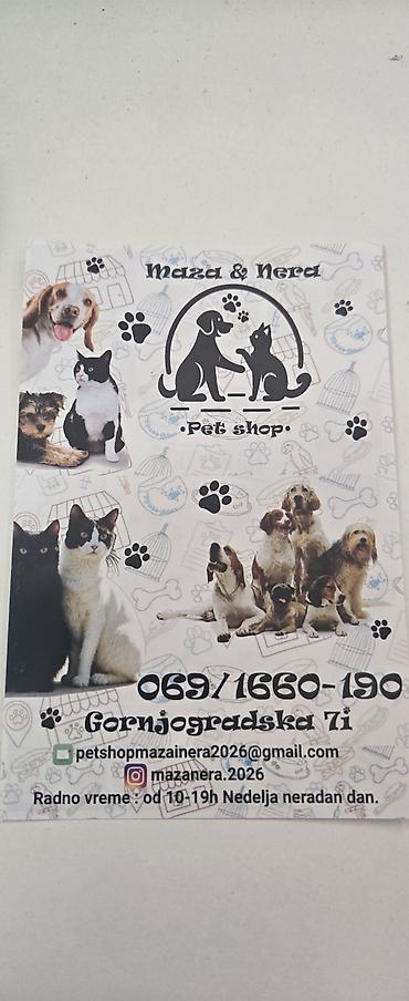 mačka prodaja: Kinlys Primus i Benelux/Pany Pets – hrana i oprema za male životinje i — 6