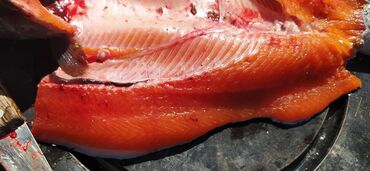 живые рыбы: Продаю форель живой или свежий выловленной