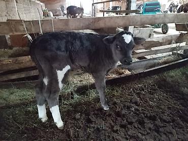 Коровы, быки: Продаю | Музоо, торпок | Для разведения — 6