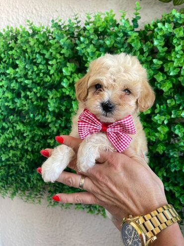 kavez za papagaje uradi sam: Odgajivacnica pasa "Happy Puppies" ima u ponudi prelepe stence