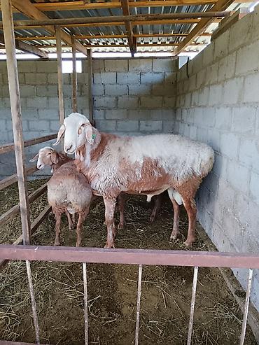 Баран, овца: Продаю | Баран (самец) at lalafo.kg — 14 Баран, овца: Продаю | Баран (самец) — 14