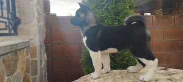 Psi: Na prodaju 3 muška šteneta iz vrhunskog legla, od oca Balua, oba pola — 8