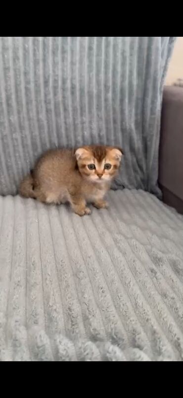 pişik cütleşdirmek: Qızıl şinşilla, Dişi