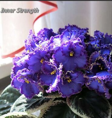 Otaq bitkiləri: 5 — 5