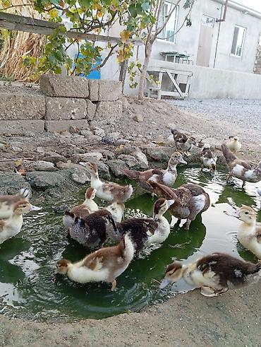 ordəy balası: Salam lal indukladi 33 edirdi böyde var içinde 6 manata balacalar — 4