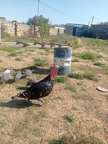 quş: Hind quşları satılır 1 erkey 2 dişi — 4