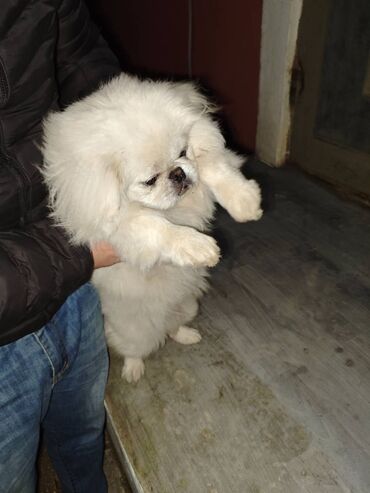 İtlər: Pekines, 1 il, Erkek