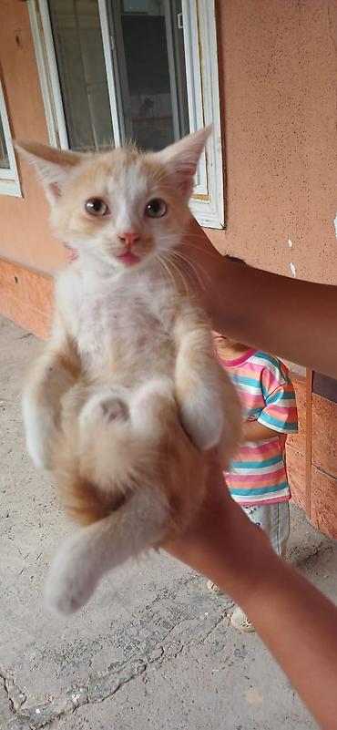 кошки майкун: Рыжий котёнок с белыми лапками и грудкой. Короткошёрстный, с крупными — 1