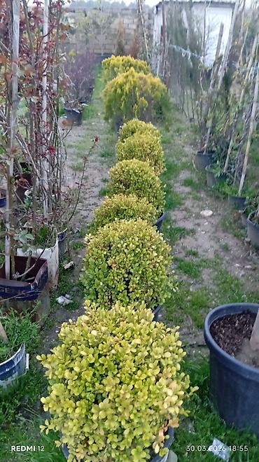 cut bitkisi: Buxus (şimşir) dekorativ kollar – qablarda əkilmiş, sıx yarpaqlı, top — 1