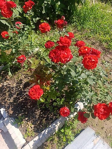малинова: В связи с переездом, Срочно продаю садовые цветы — 5