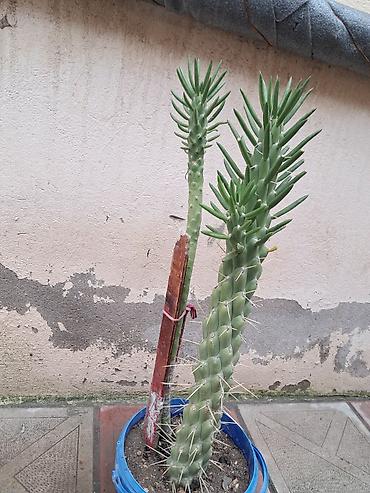 kaktus satışı: - Bitki: Sukkulent/kaktus növü (hündür, sütunvari gövdəli, uzun ağ — 1