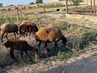 qala cinsi qoyun satilir: Dişi, Qala, il: 1, Damazlıq, Ünvandan götürmə — 4