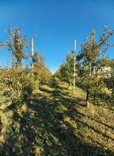 Prodaja zemljišta: Poljoprivredno zemljište — 14