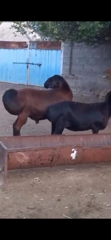 Qoyunlar, qoçlar: Cütü 450. AZN dişi boğazdır — 9