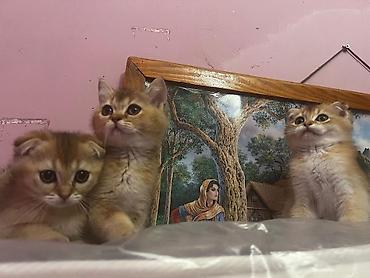 britian pişik: Qızıl şinşilla — 2